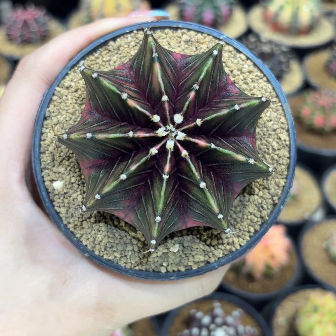 7.1cm暗黑系全臀肋骨锦