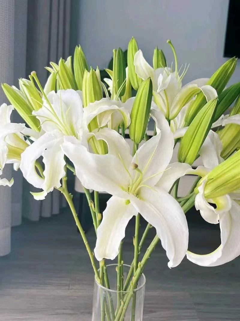 【西伯利亚】香水百合花  云南鲜切花基地直发