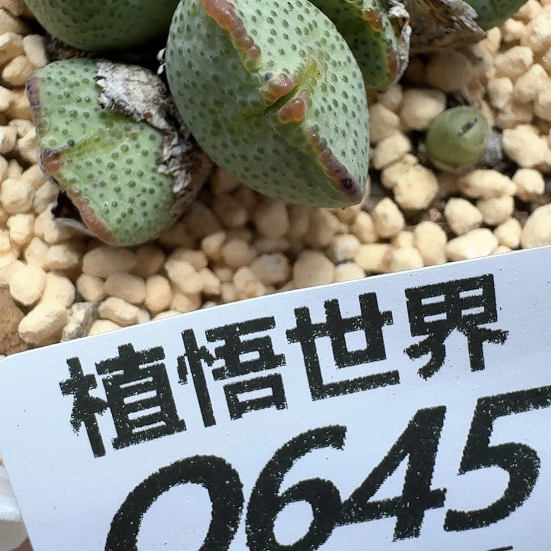 多肉植物的润泽发gg