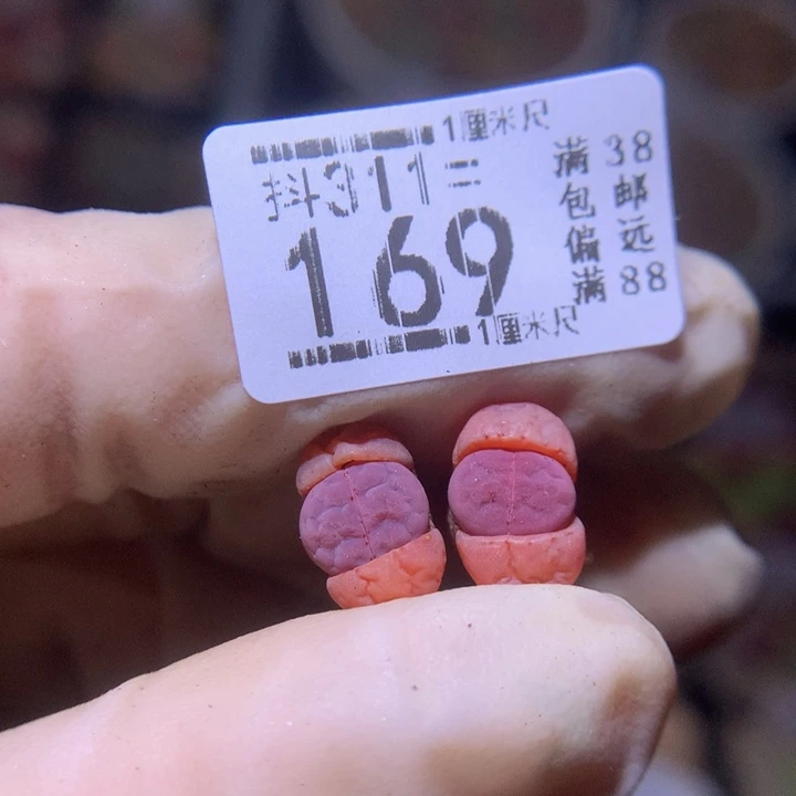 艺*精品生石花311.169