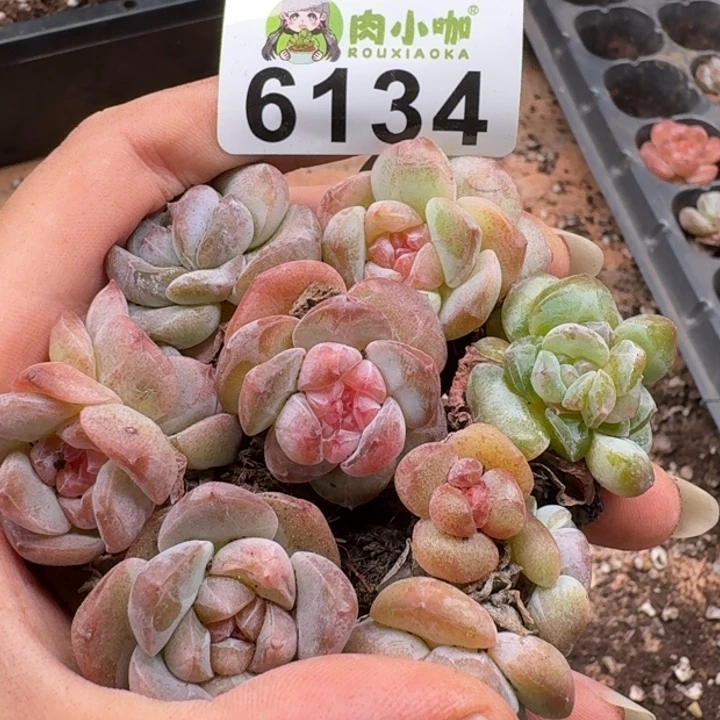 多肉植物多肉植物