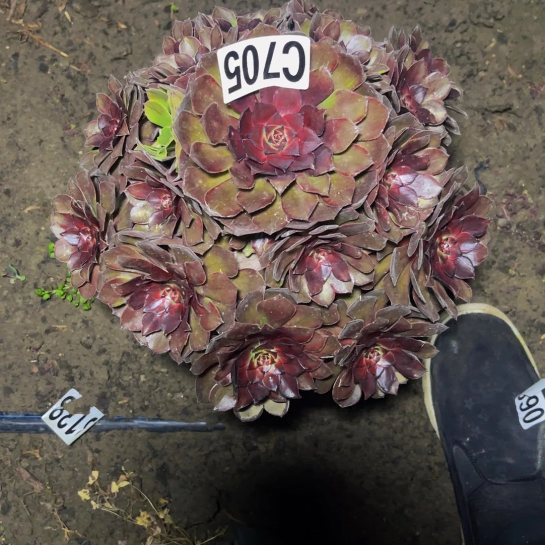 千面男爵28///48包邮