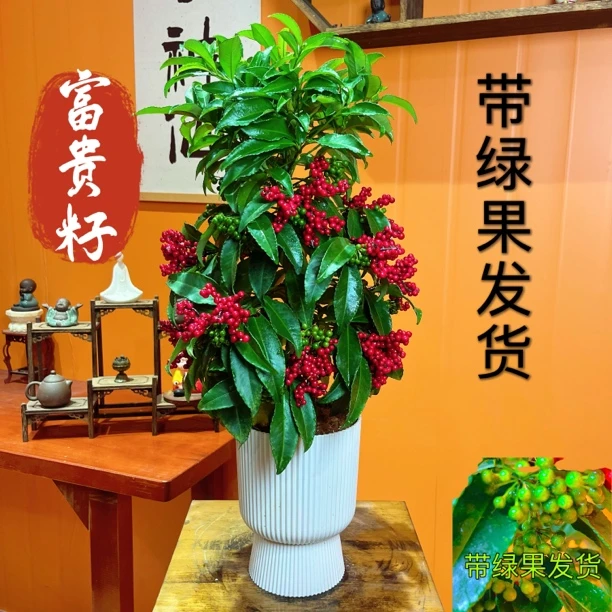 【带绿果发货】带果富贵籽盆栽万两金玉满堂喜庆四季好养办公室绿植
