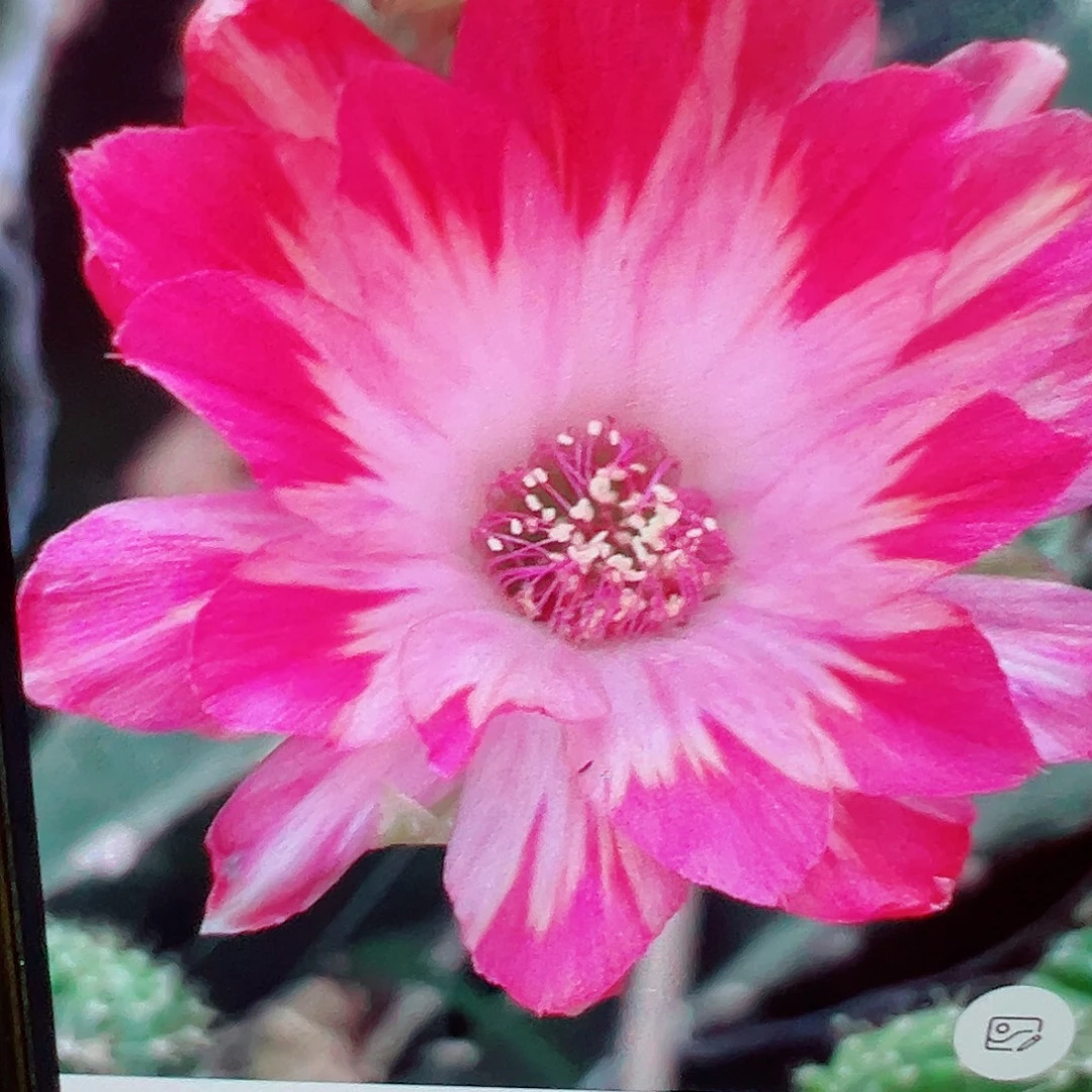 丽花 迈克 侧芽 满20包邮