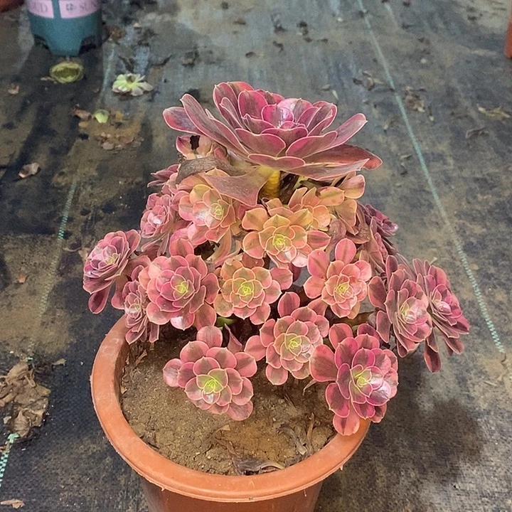 美杜莎多肉植物084