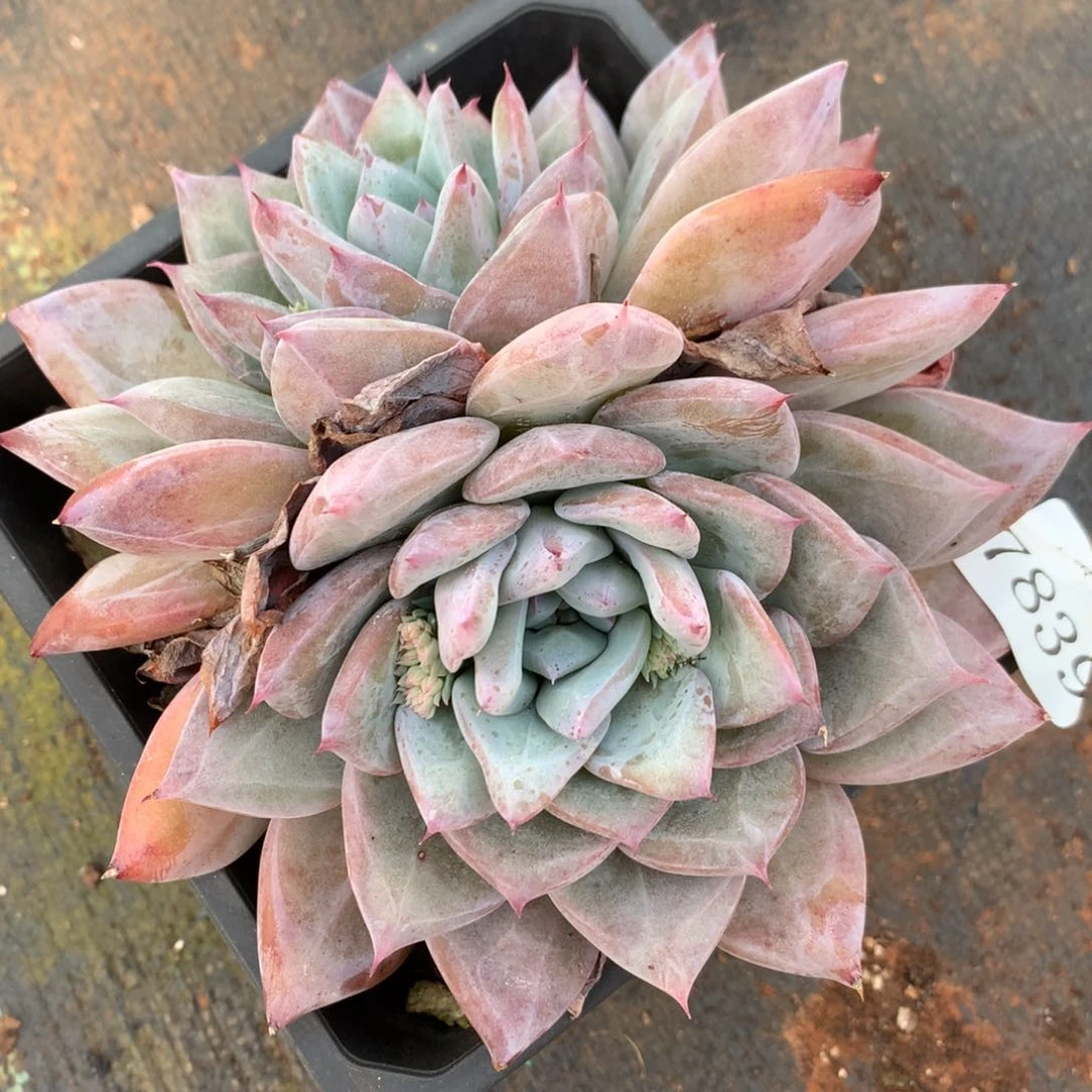 7839新年快乐发发发