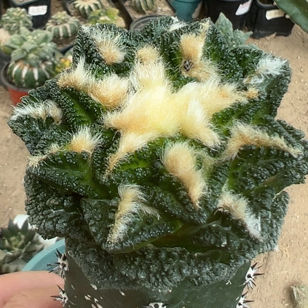 完全开放福利绣普大尤隔尤辛顿牡丹018