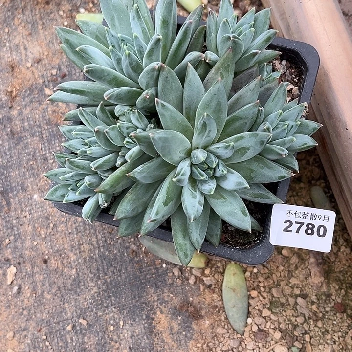 阿雅园艺。         2780