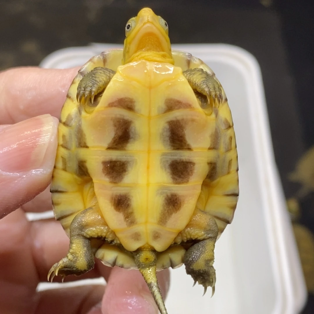 简***~母绿毛龟黄喉小青龟