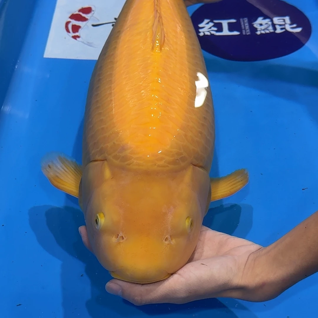 佛山兴隆锦鲤养殖有限公司