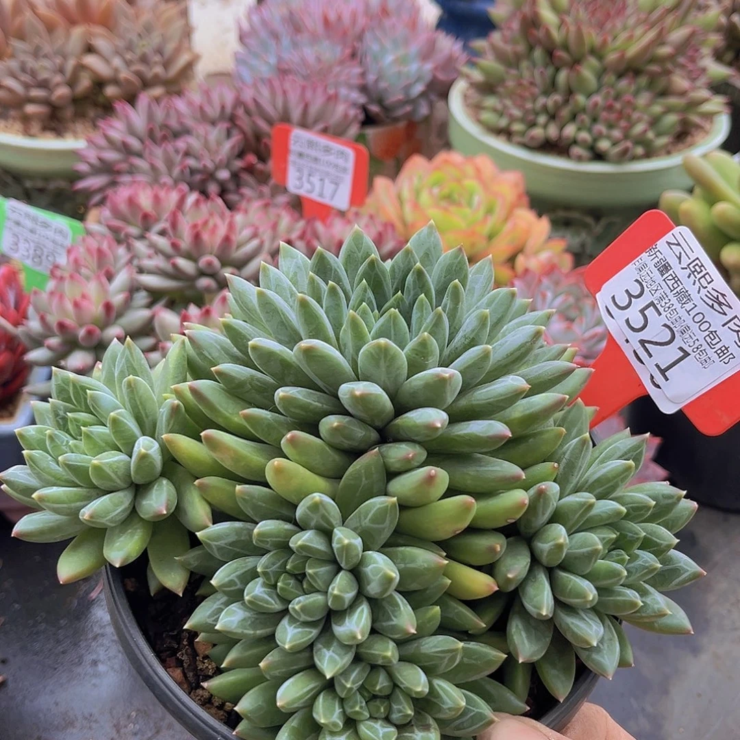 3521陨石多肉植物
