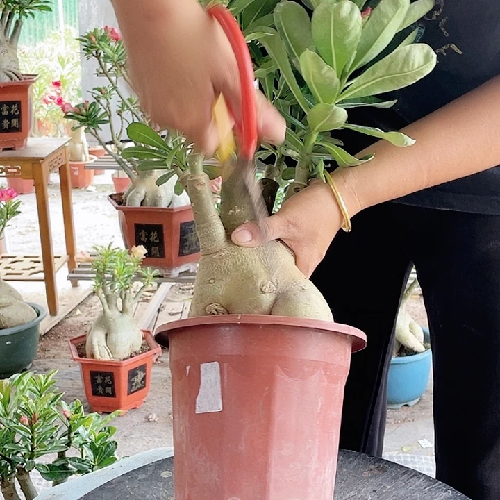 自***强完全开放沙漠玫瑰