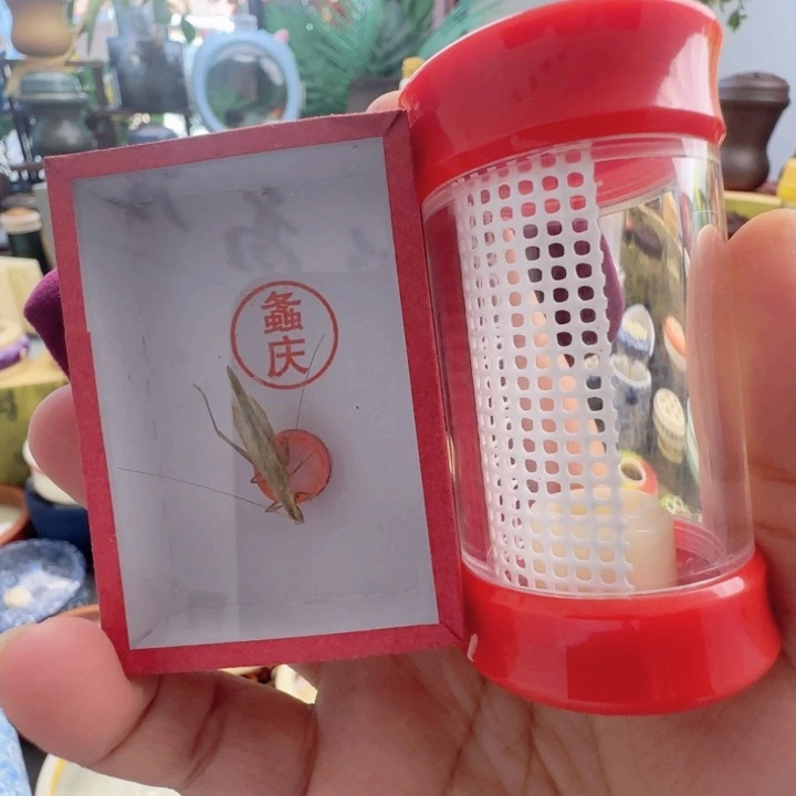 红色掌中宝套不要过虫器啊啊啊啊