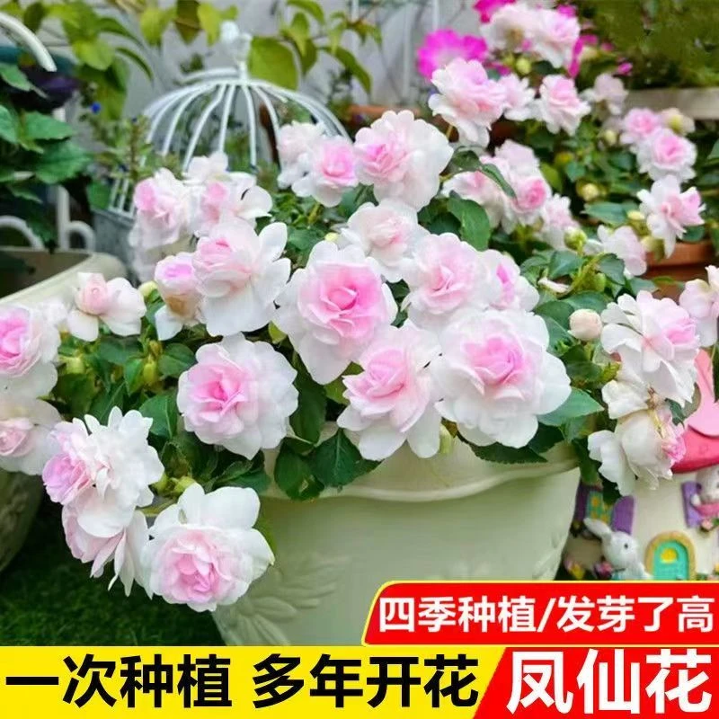 凤仙花种子茶花指甲种子四季开花盆栽庭院花卉种子阳台小院