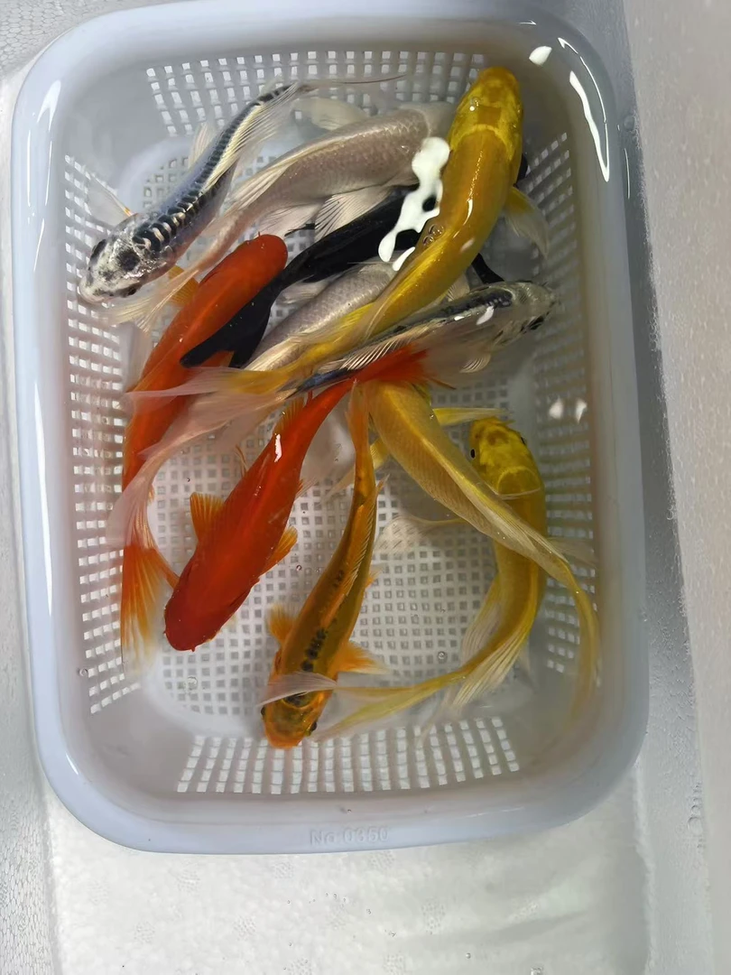 【9条】3黄2红2白2水墨12-14公分冷水鱼观赏鱼好养耐活包邮