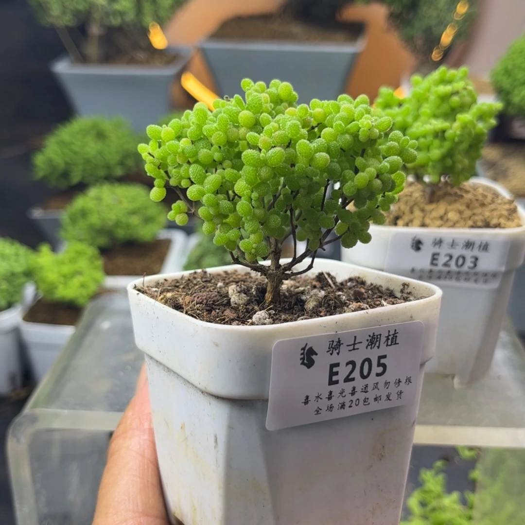 205蜜橘糖球枝干多肉