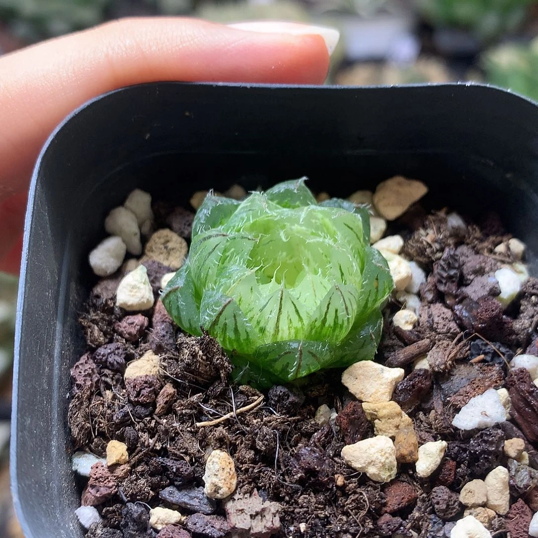 翠云玉露锦带都在下雨
