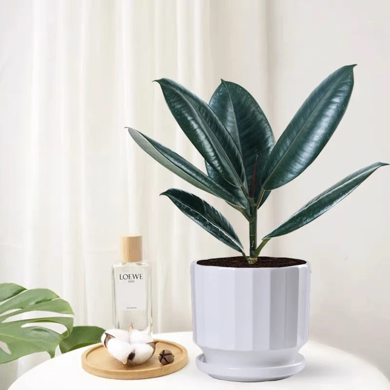 带瓷盆黑金刚盆栽橡皮树苗室内耐寒四季常青净化空气植物花卉绿植