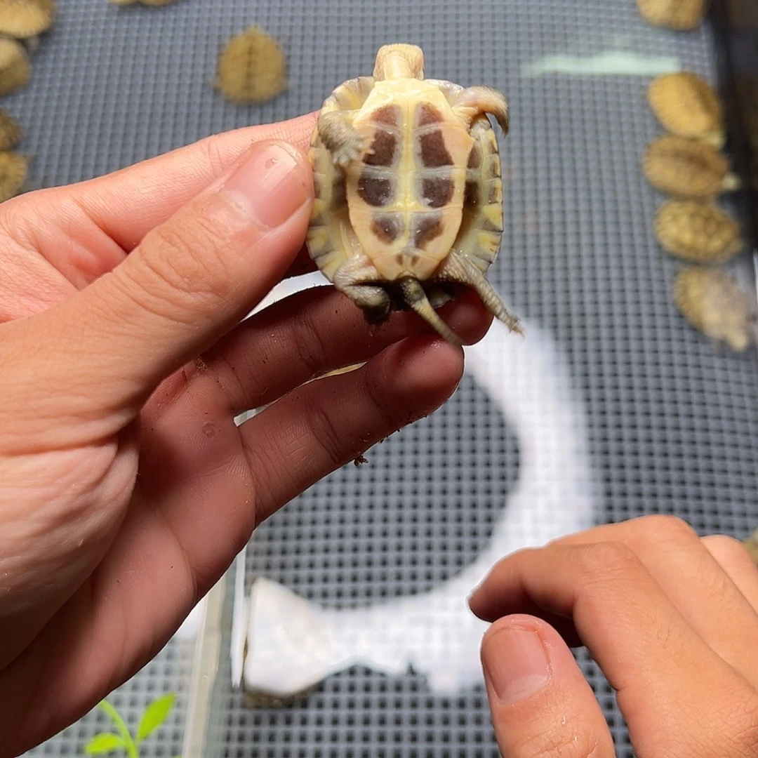 母绿毛龟?****✧5号38