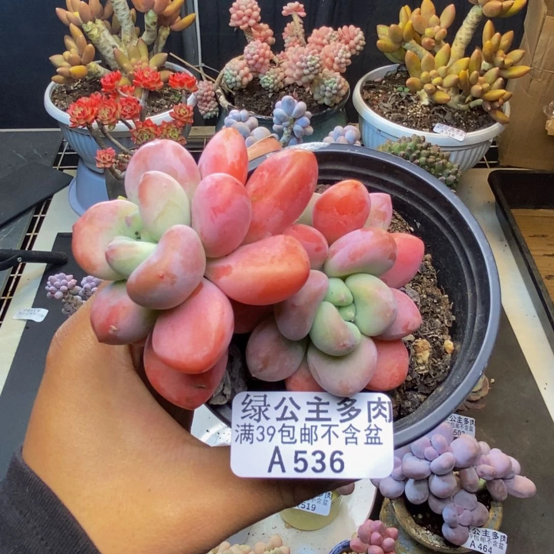 536樱花洛神多肉7c m