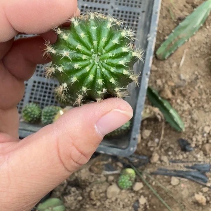 337丽花歪无根侧牙2公分左右斑