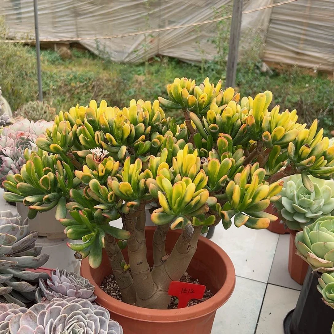 米**?1512如意指多肉植物