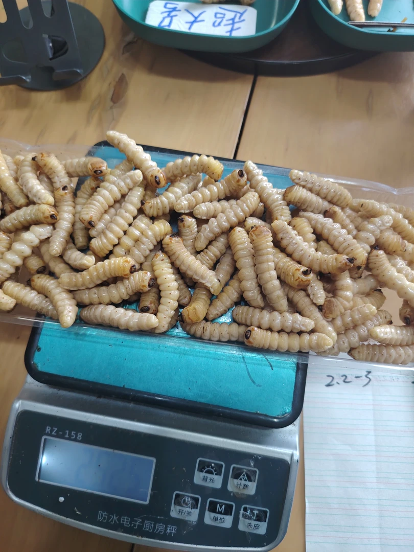 斗米虫中号-大号（半斤装）