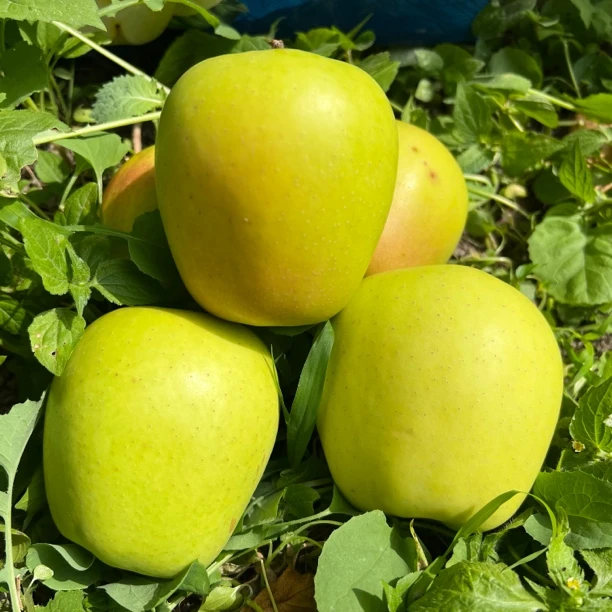 正宗小金苹果四川阿坝州特产孕妇水果酸甜酥脆2025新鲜采摘青苹果