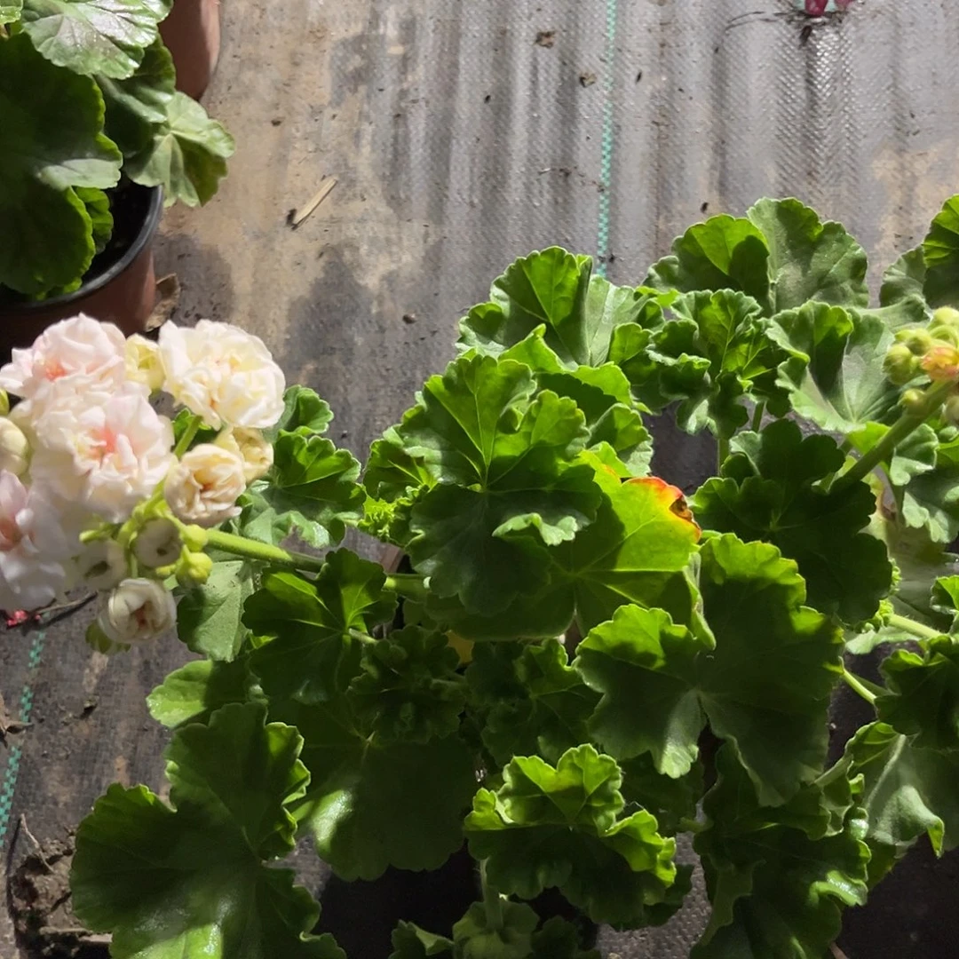 完全开放桃色沙金石