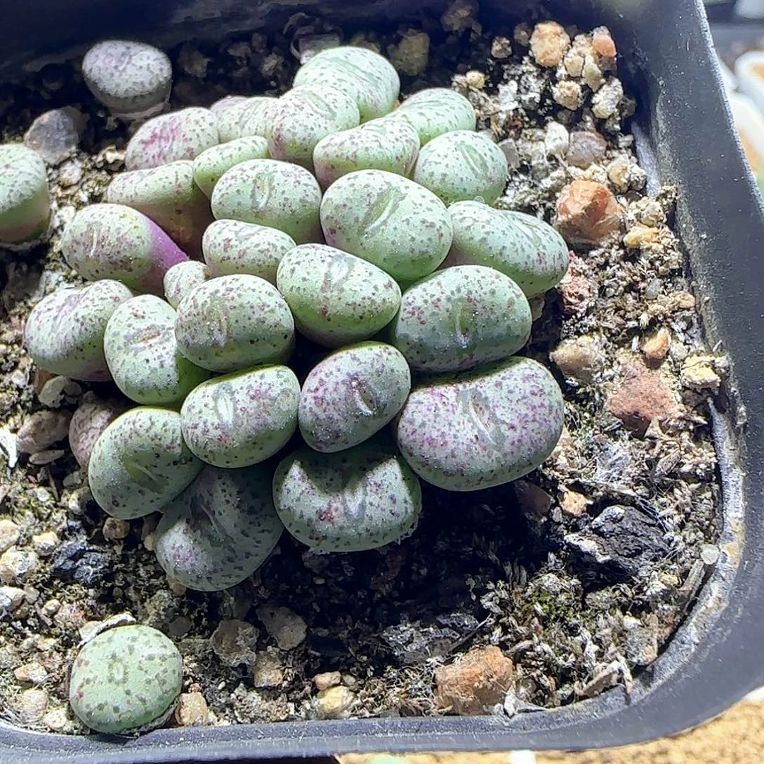 胡***图哈哈哈哈哈哈哈55320