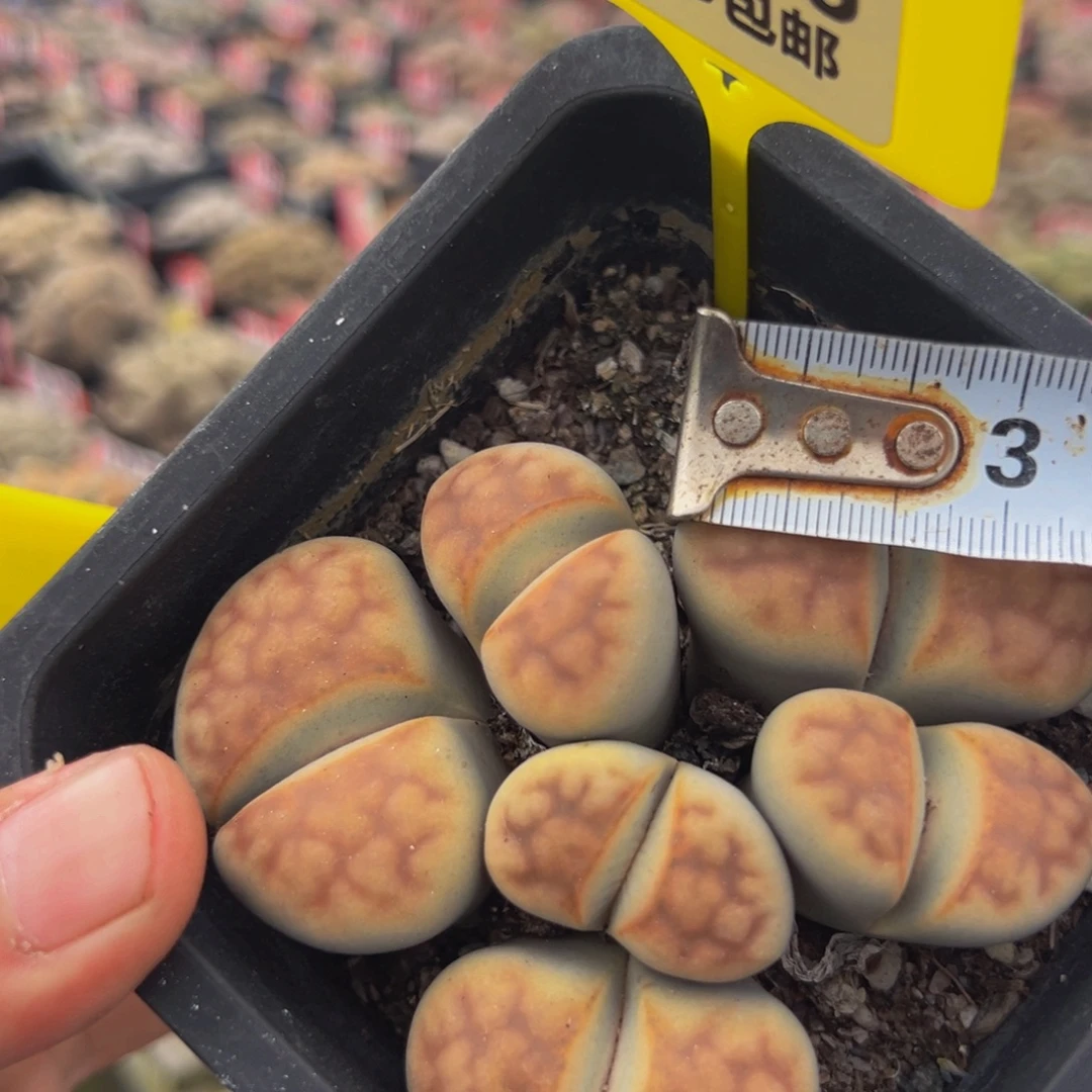 296 生石花大群生大群生