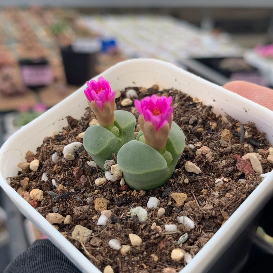 785风铃母本一颗