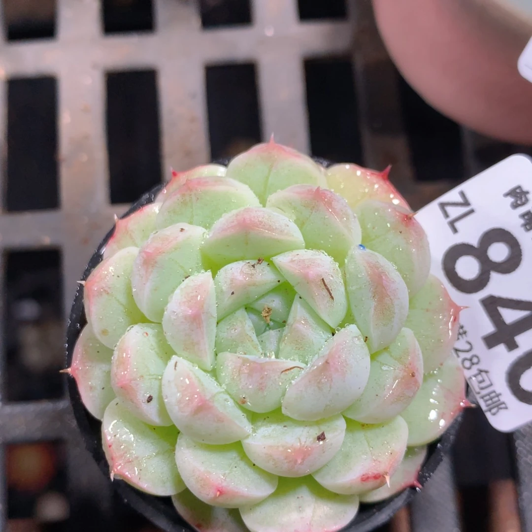 5CM拇指盆精控多肉ZL840