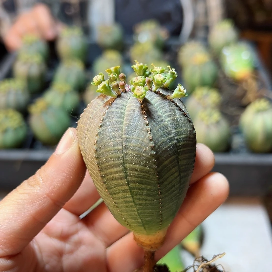 实生公布纹球3.8公分带盆