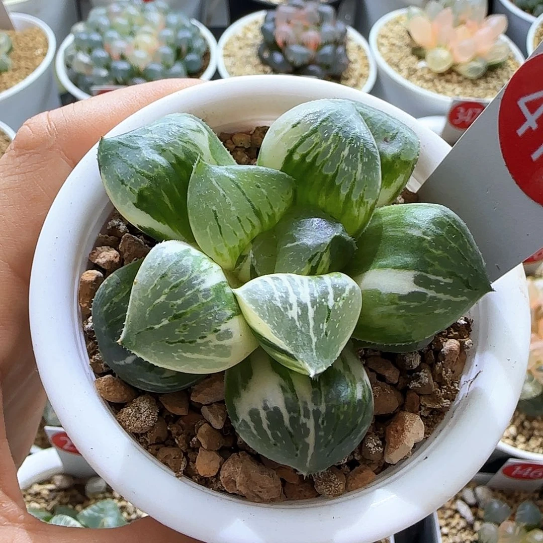 419号日月潭实生锦一物一拍带盆