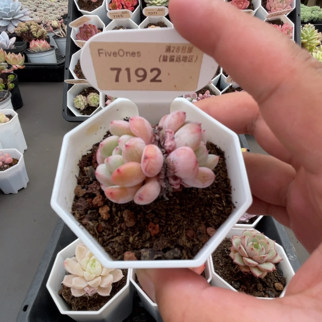 7192 雪爪 4.0厘米