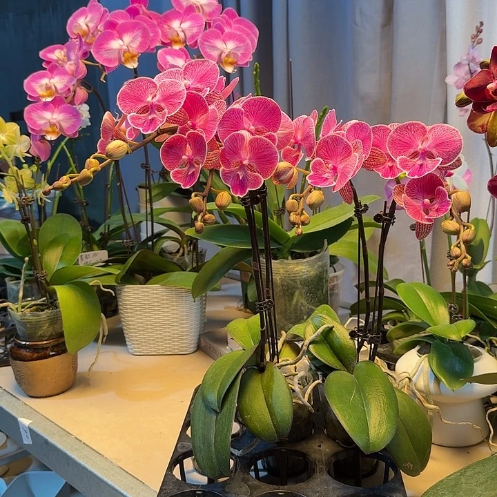 大部分开放少量花苞两颗