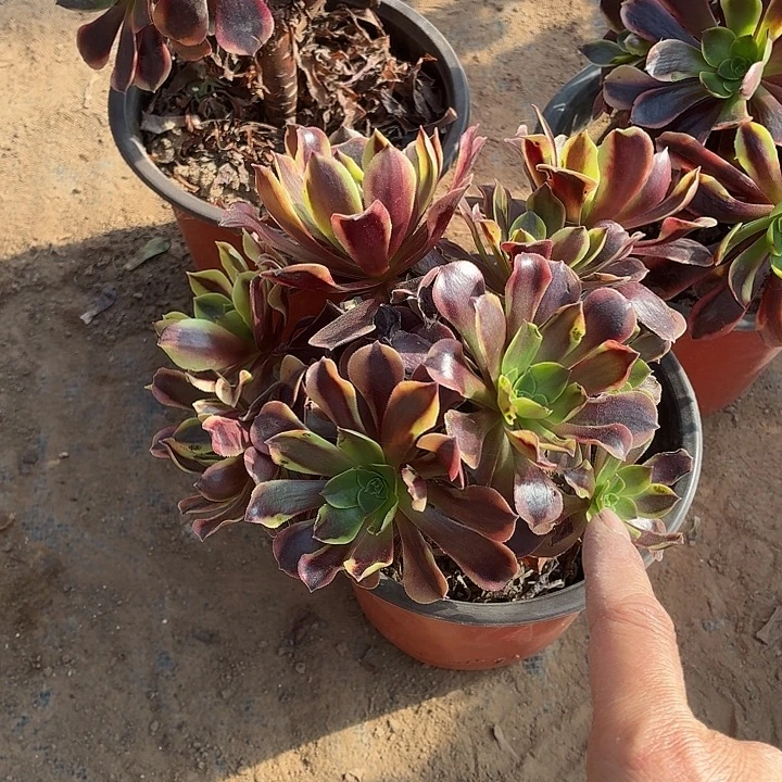 欧佳丽小棵拼单福利3棚