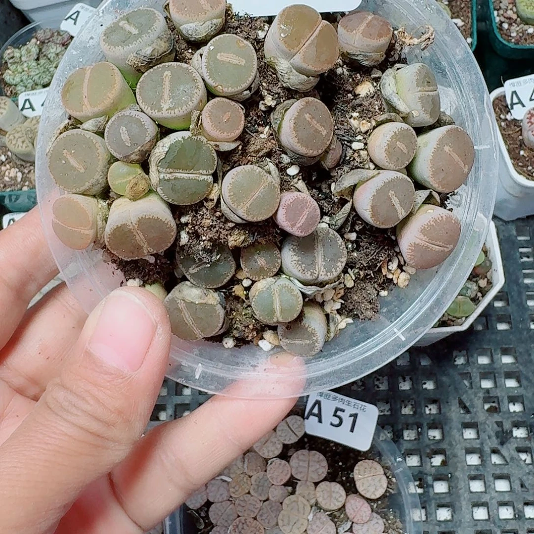 52多肉植物多肉植物