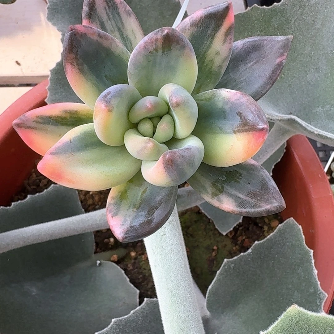 紫丽殿锦多肉植物