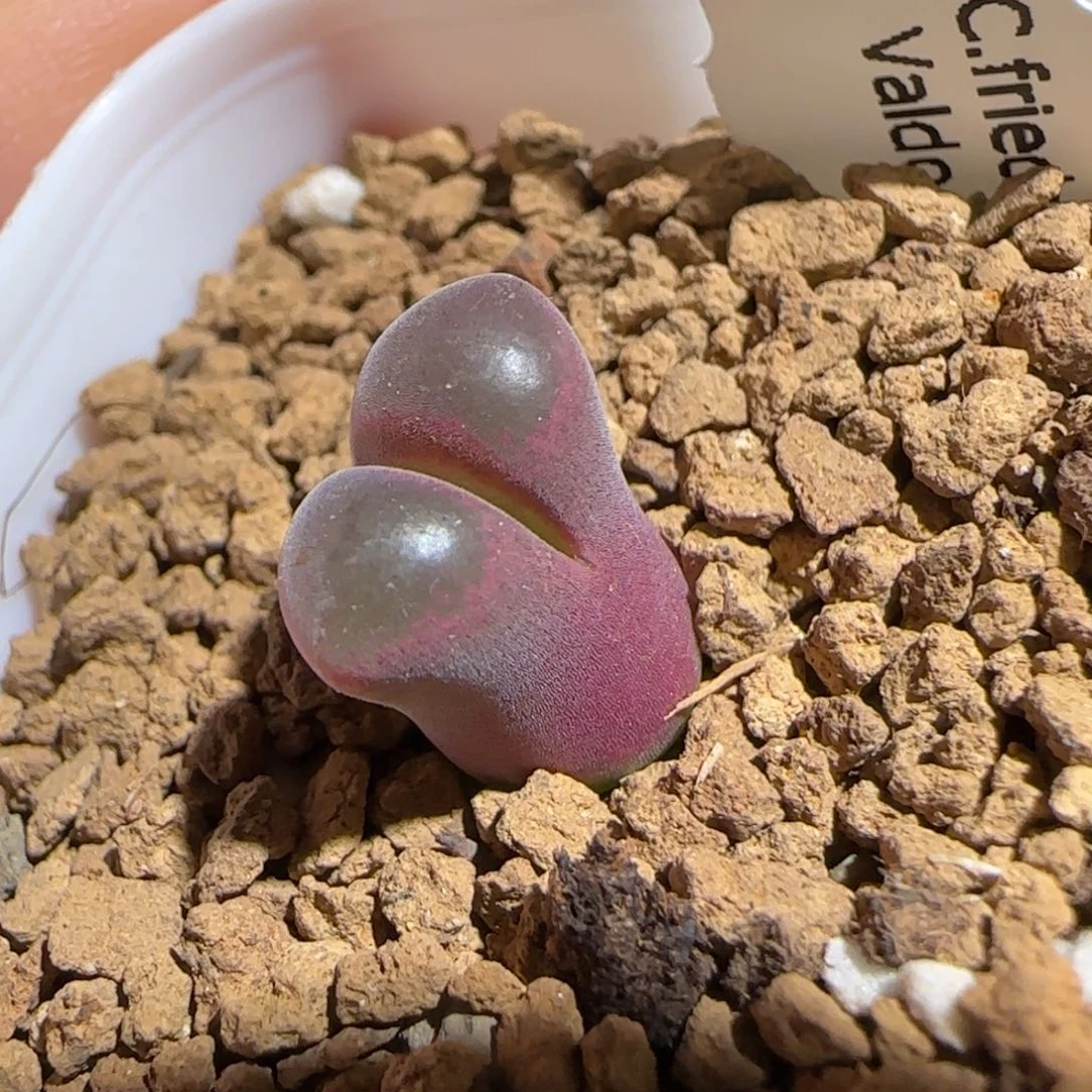 肉锥多肉植物组合-超级熊猫841