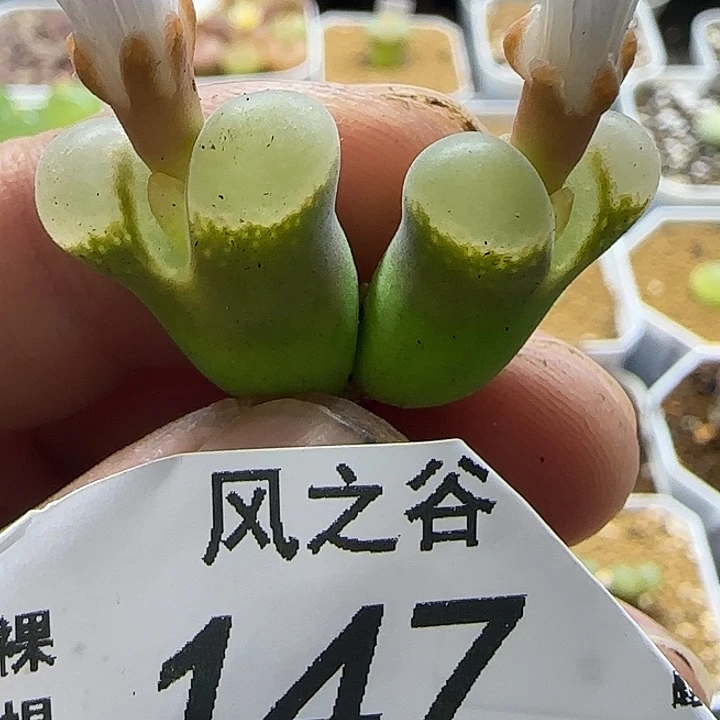 147透窗风铃裸根发货