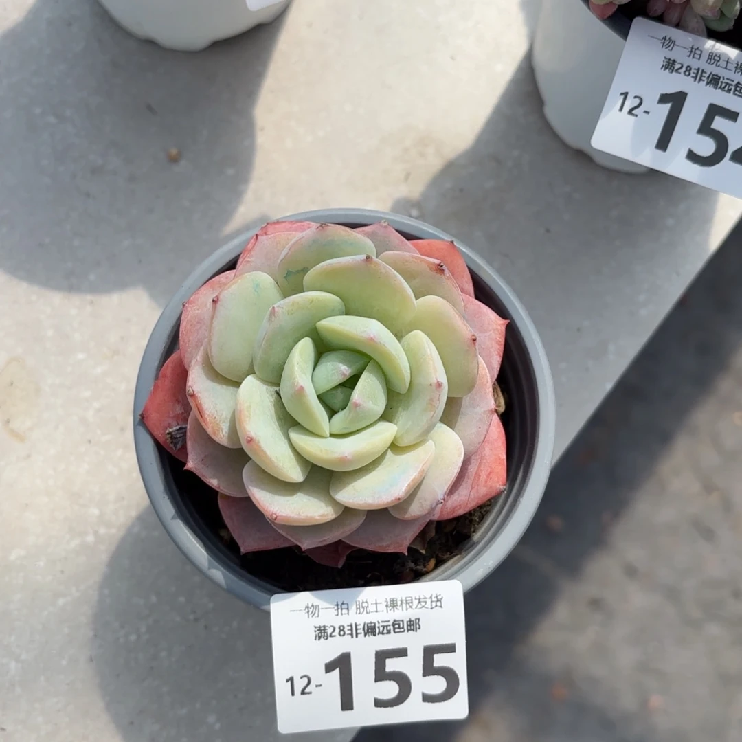 恋曲老桩多肉多肉