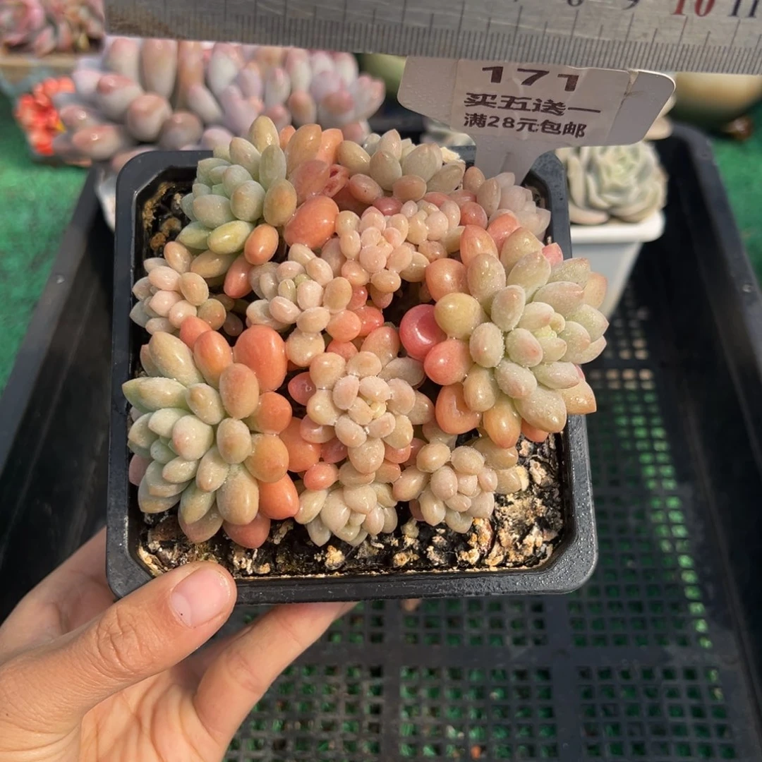 表妹精品多肉植物171.