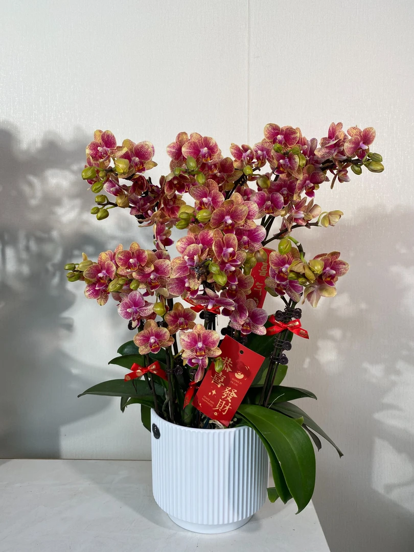 【金蝶组盆（聚宝盆）】（金黄色系）蝴蝶兰带花带花苞好养易活基地直发