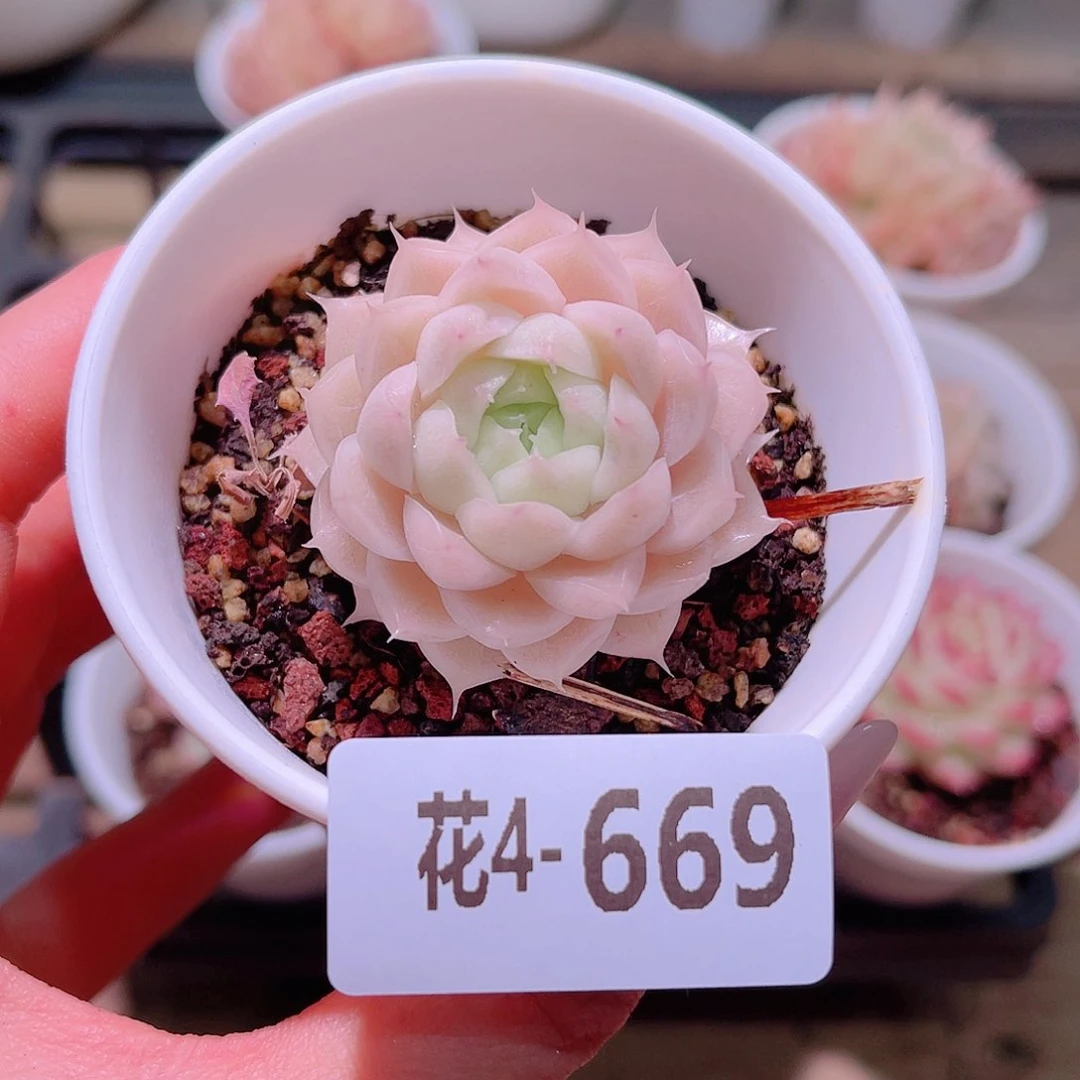 花利美4-669麦秆