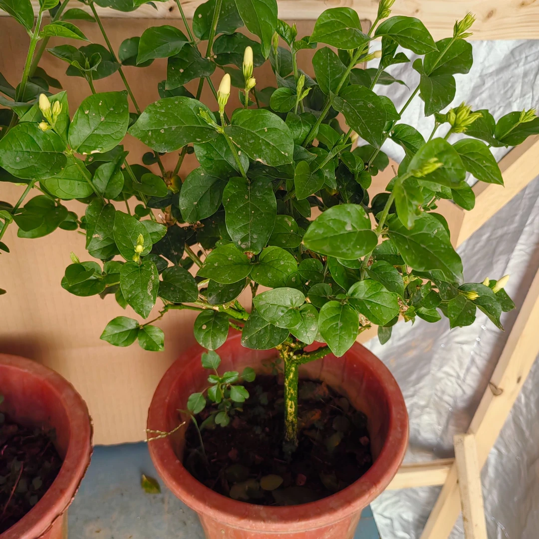 单瓣笔尖茉莉四年木本独杆盆栽精品盆景带花苞发货香花浪漫清香