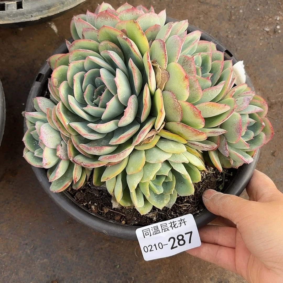 伴****）同温层多肉晨露287