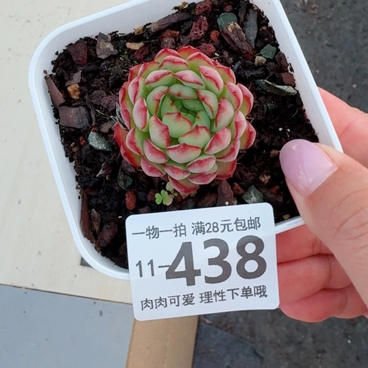 肉酱玫瑰无盆土发货无盆土无