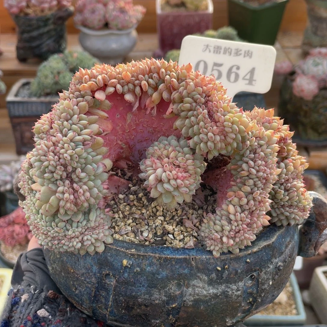 0564 白胖子缀 14.5厘米 不带盆